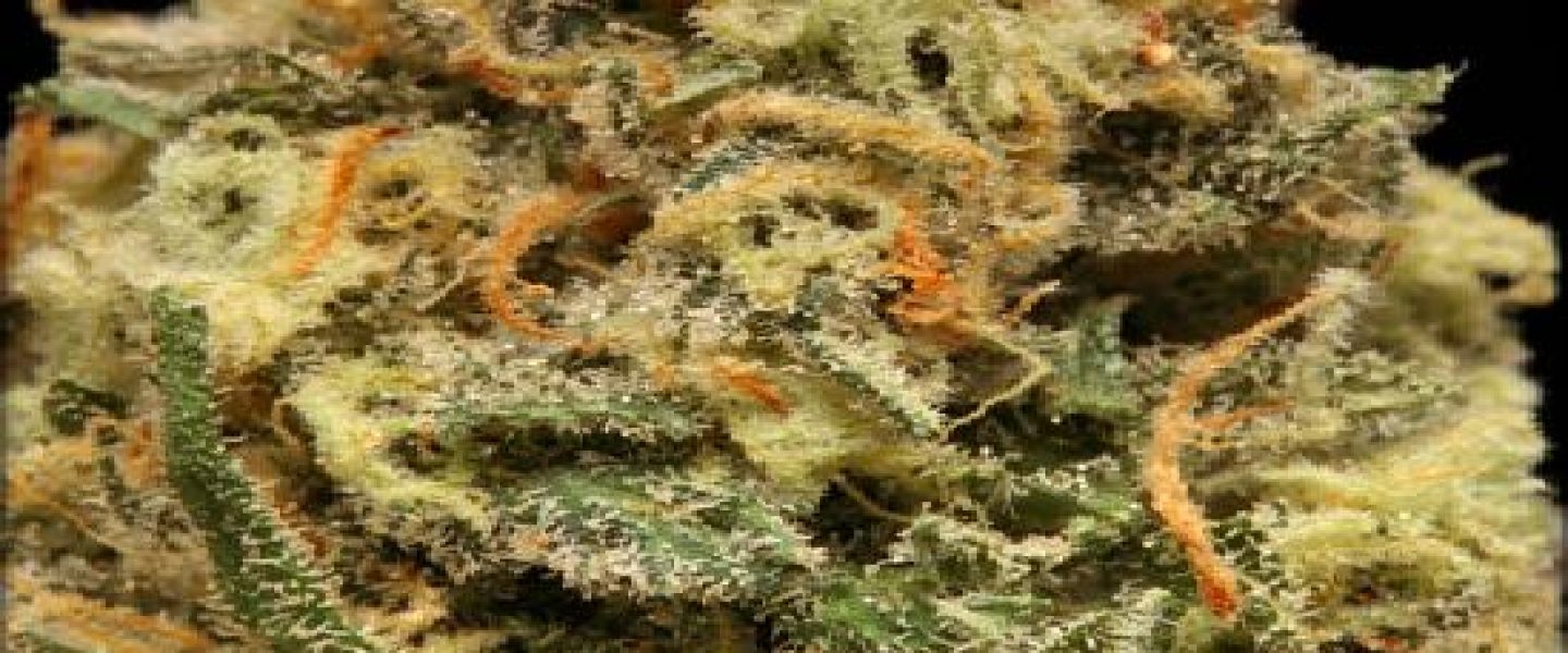 white rhino marijuana strain