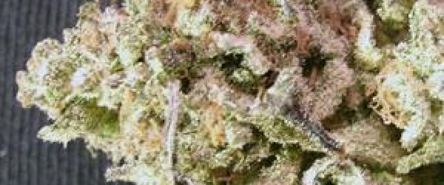 white russian marijuana strain
