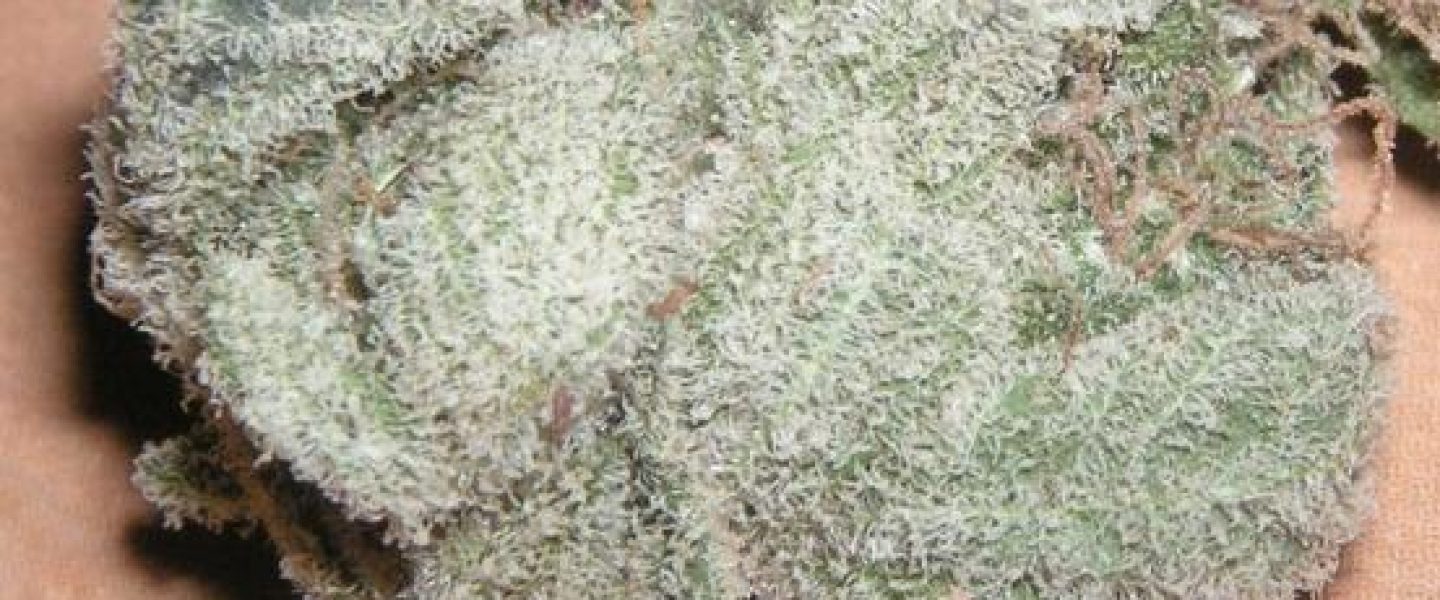 white widow marijuana strain