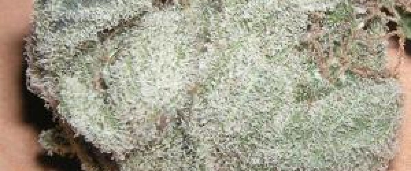 white widow marijuana strain