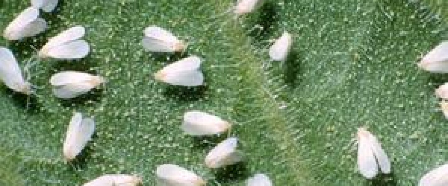 whiteflies marijuana plants