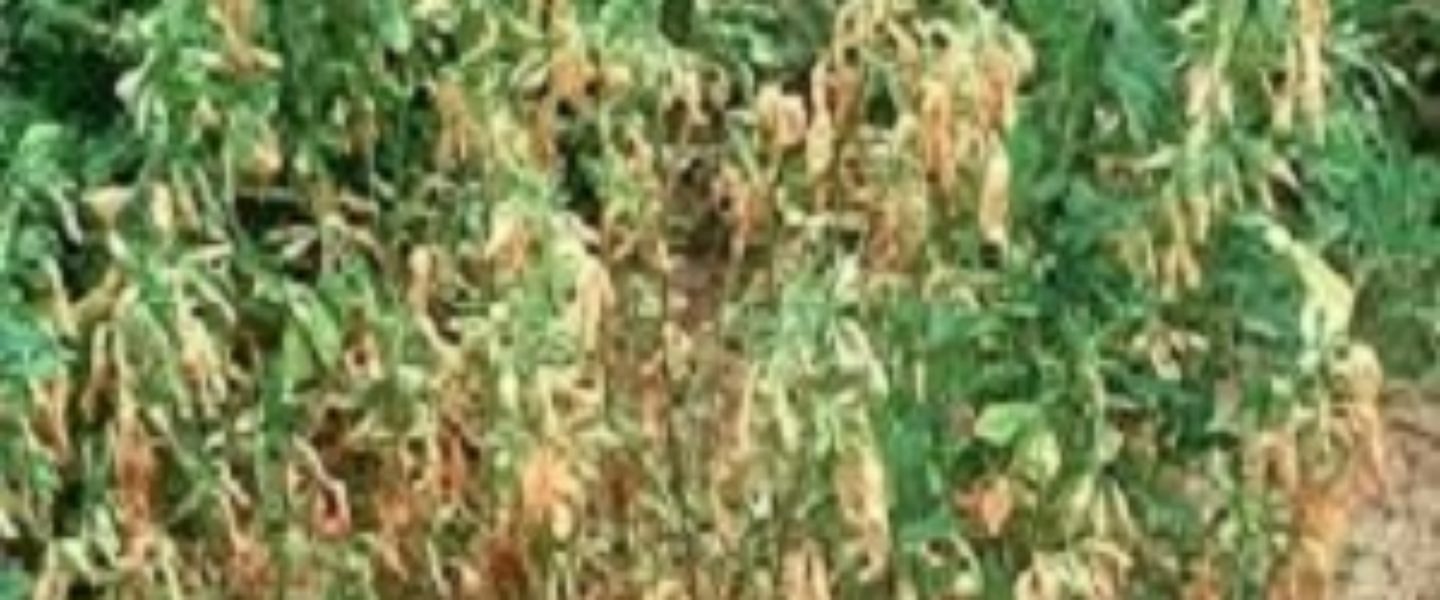 How To Protect Your Marijuana Plants From Verticillium Wilt The Weed Blog