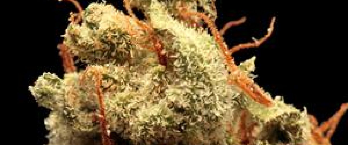 wonderland marijuana strain