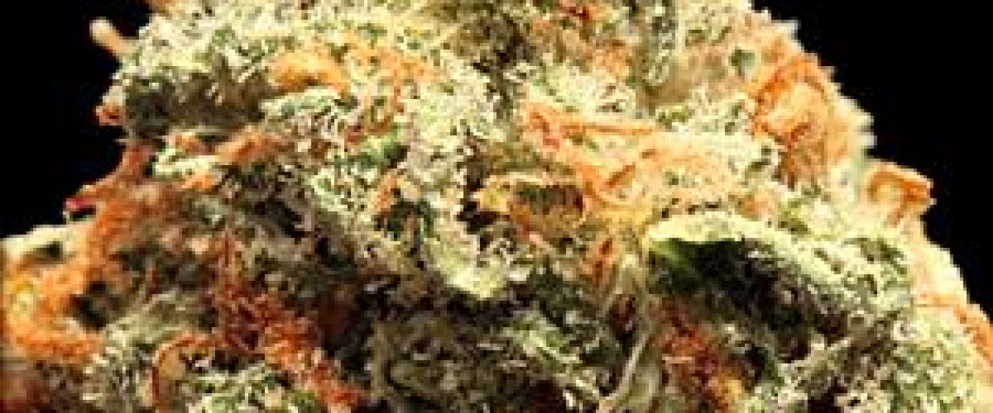 xj 13 marijuana strain