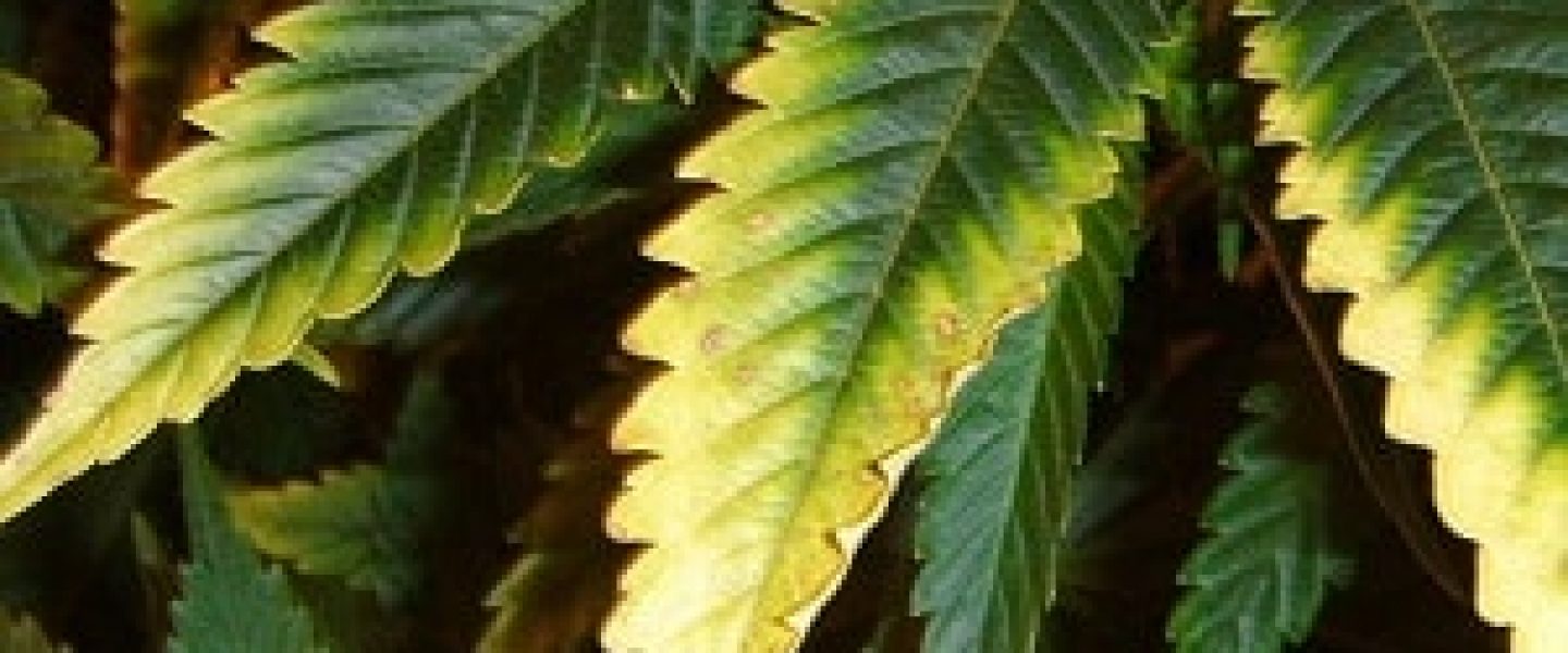 yellow leaves marijuana plants