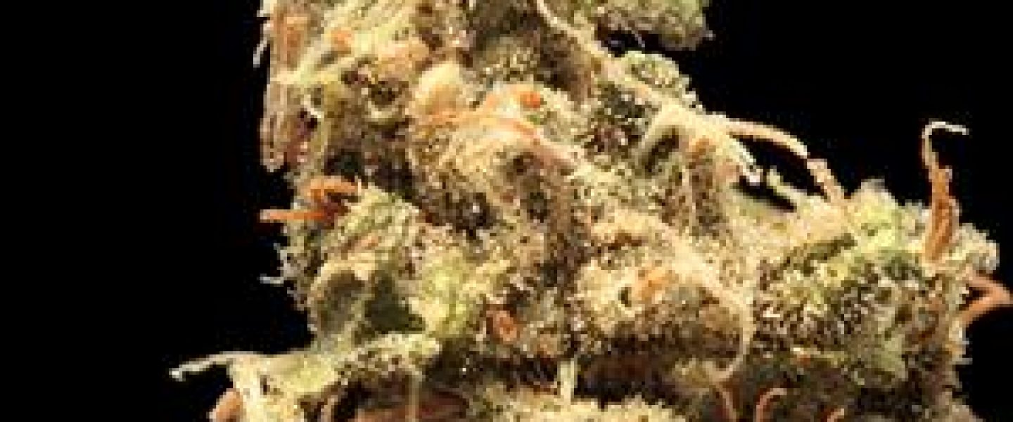 zeta marijuana strain