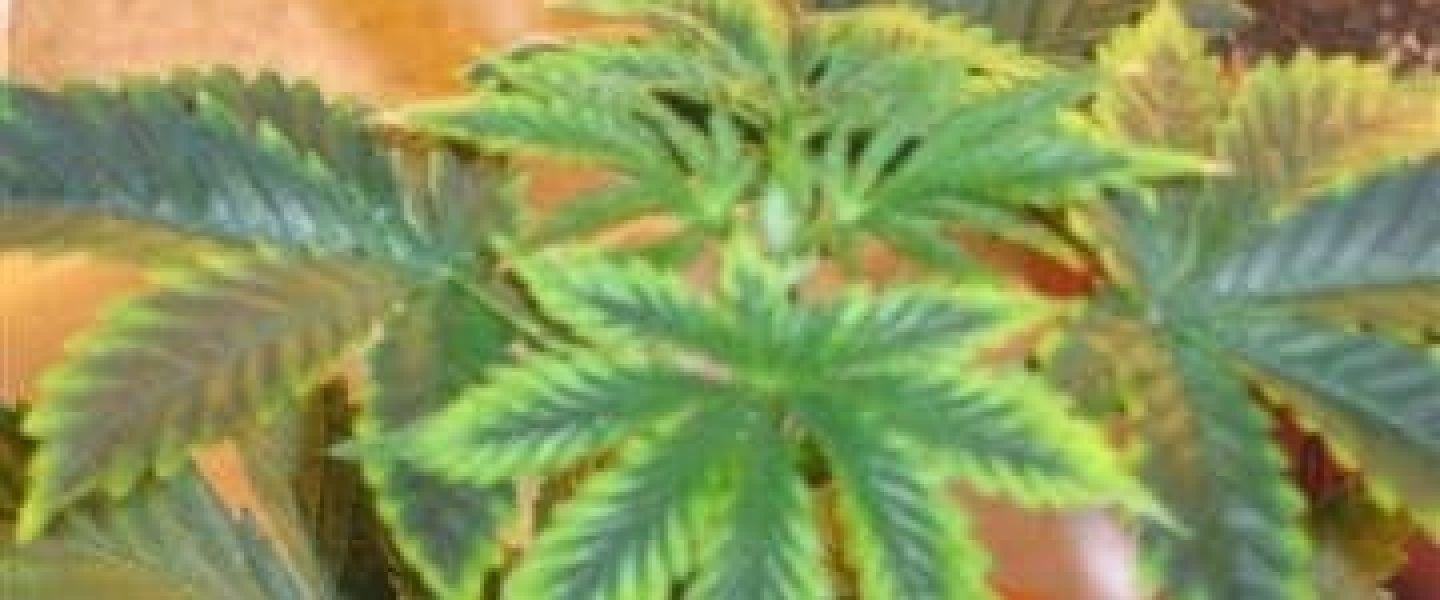 zinc deficiency marijuana plant