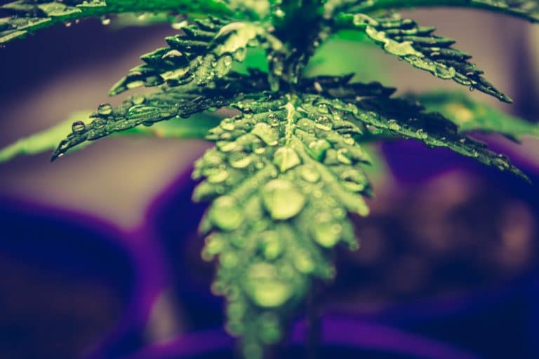 Growing pot outdoors can be done with the right cloning and cultivation information.