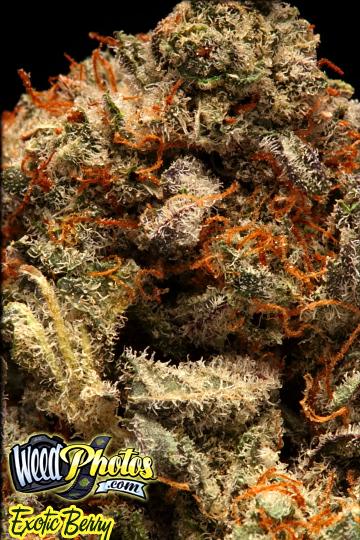 Exotic Berry Marijuana Strain Pictures - The Weed Blog