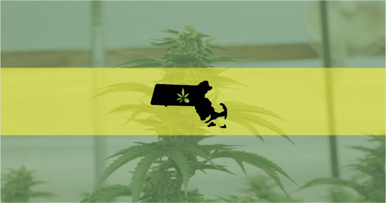 Picture of the Massachusetts flag over a cannabis plant—in the state a man was just arrested for a weed operation.