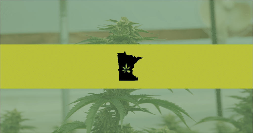 State of Minnesota over a weed plant background—a proposed legalization bill would allow adults to purchase and grow marijuana.