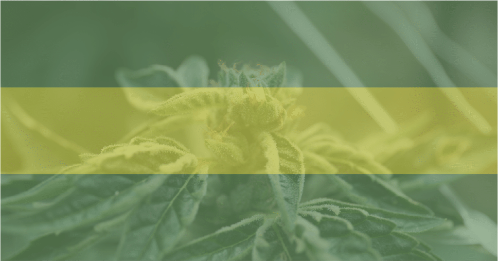 Image of a cannabis plant—cannabis sails are projected to continue soaring and hit almost $45 billion within the next five years.