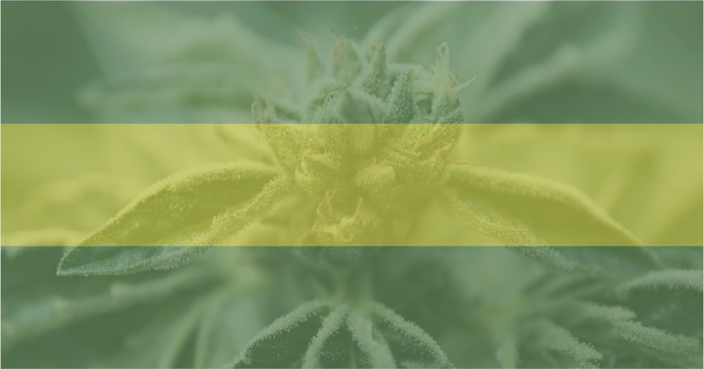 Picture of a cannabis plant—the nation's legislators are aiming to protect minorities through marijuana legalization.