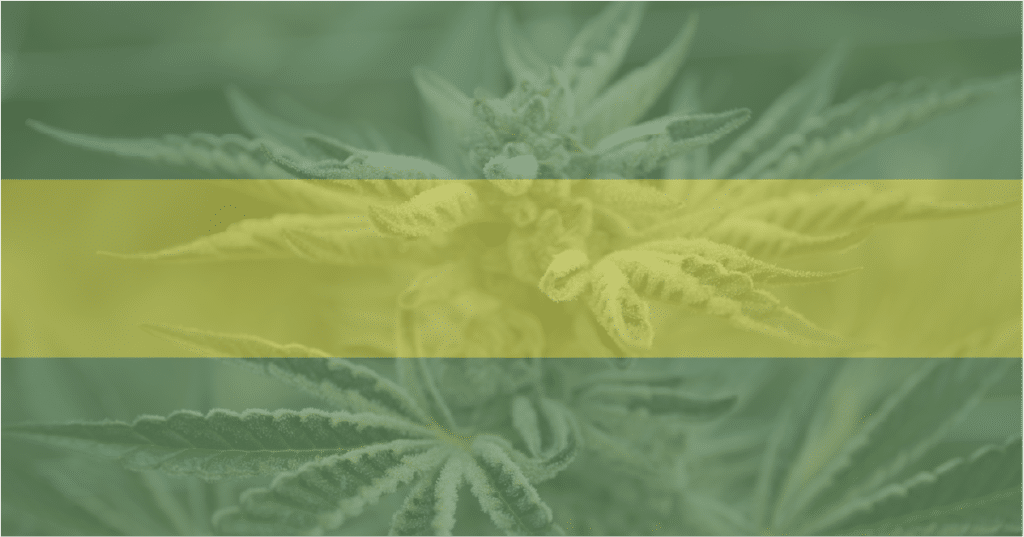 Image of a cannabis plant—non profits have been benefitting from legal weed taxes.