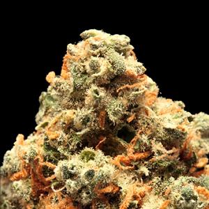 fire jack frost marijuana strain