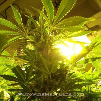 flowering marijuana plant