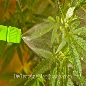 foliar feeding marijuana plants