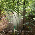 foliar-feeding-marijuana-plants