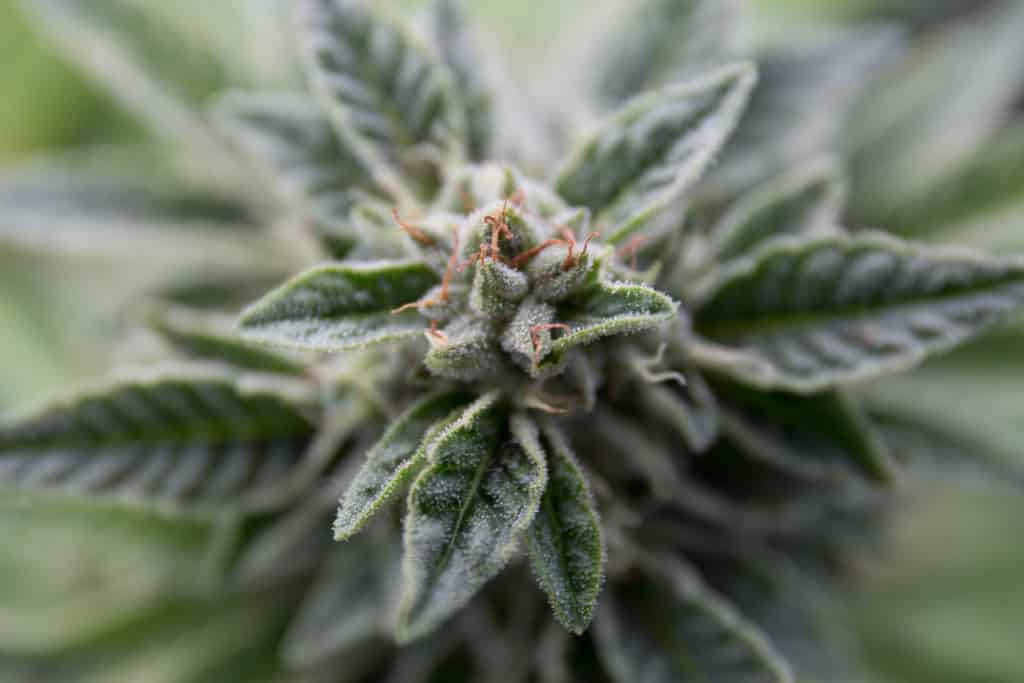 Marijuana Foes Deploy New ‘Playbook’ to Thwart State Legalization, Upend Election Results