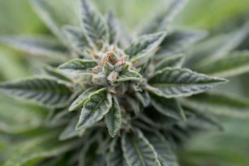 Picture of weed or cannabis; the pot legalization campaign in Montana has recently come under fire.