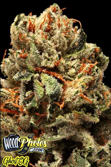 Ghost OG Marijuana Strain Pictures - The Weed Blog