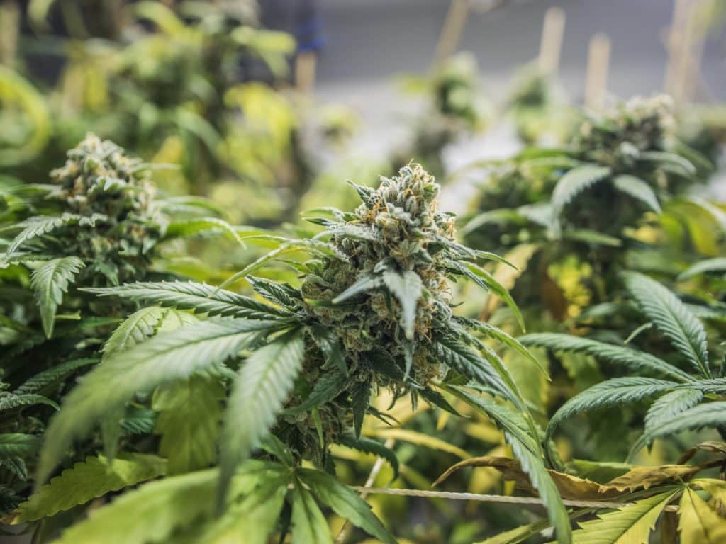 Picture of triimming cannabis: find out how to trim weed plants on the Weed Blog.