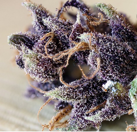 Granddaddy Purple gets its name from the purple hues of its flowers. 