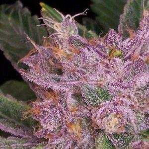 grape krush marijuana strain