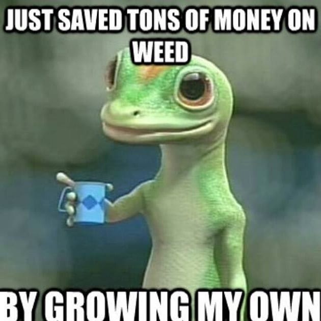 grow your own weed