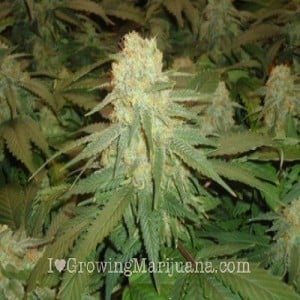 growing marijuana
