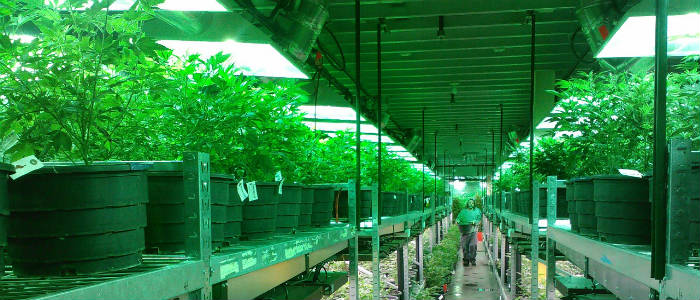 growing marijuana, medicinal marijuana