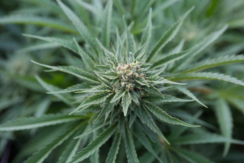 An image of flowering cannabis plant.