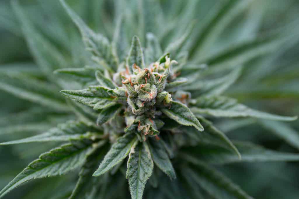 Lawmakers Voted to Approve Marijuana Legalization Bills in Four States This Week