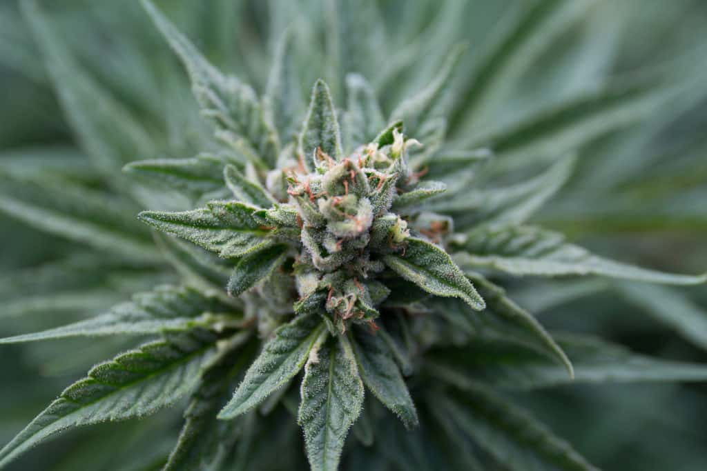 Illinois marijuana sales top $1 billion dollars in 2020.