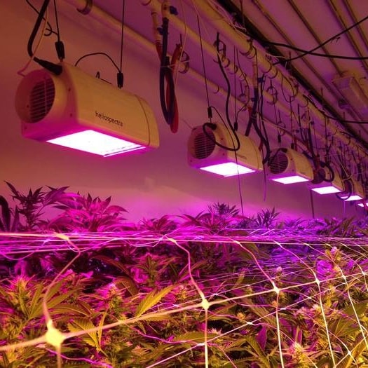 heliospectra cannabis led grow light