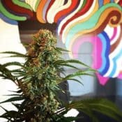 HiFi Farms Marijuana Flower