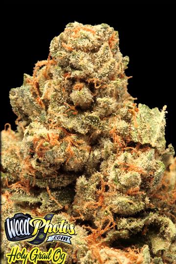 Holy Grail Cannabis Strain Pictures - The Weed Blog