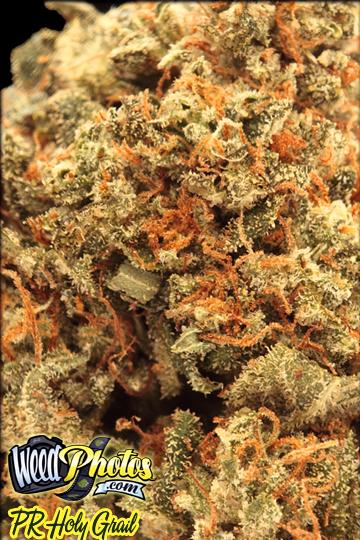 Holy Grail Cannabis Strain Pictures - The Weed Blog