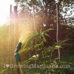 how-to-foliar-feed-cannabis