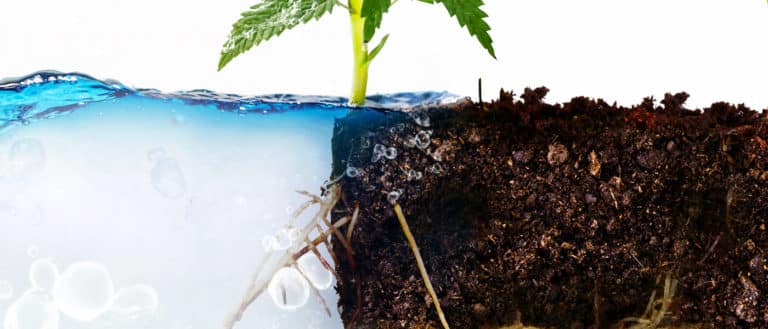 cannabis hydroponics or soil