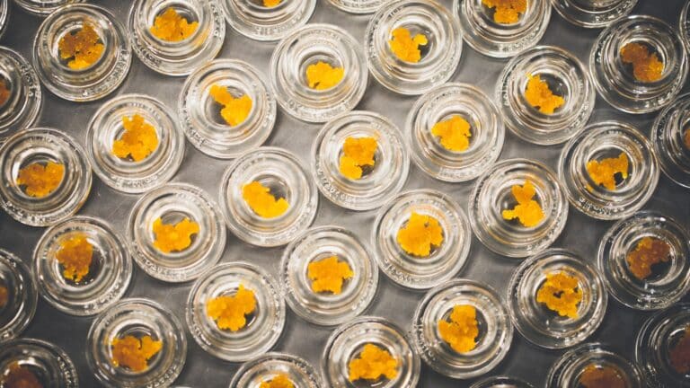 Live Resin vs. Shatter: What You Need to Know