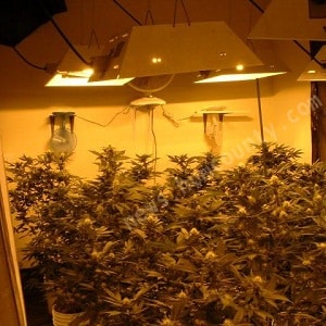 indoor-grow-room