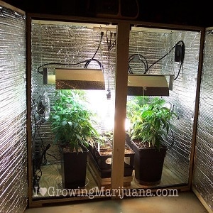 indoor marijuana garden