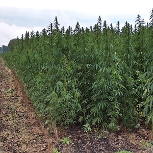 industrial hemp farming bill obama