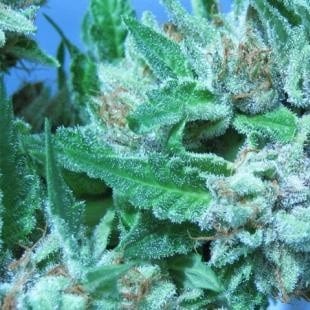 jack frost marijuana strain