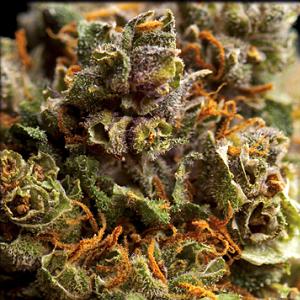 jack the ripper marijuana strain