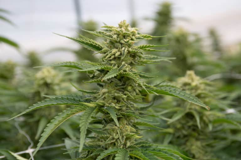 Virginia Lawmaker Introduces Bill To Legalize Marijuana In 2021.