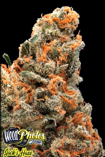 Jack's Haze Marijuana Strain Pictures - The Weed Blog