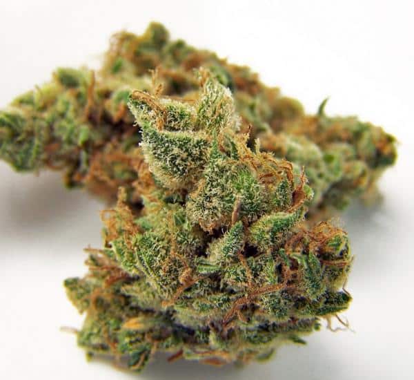 jillybean marijuana strain
