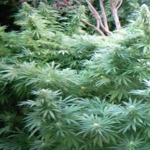 jorge cervantes outdoor marijuana garden time lapse